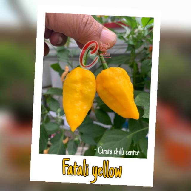 

Biji / Buah FATALI YELLOW