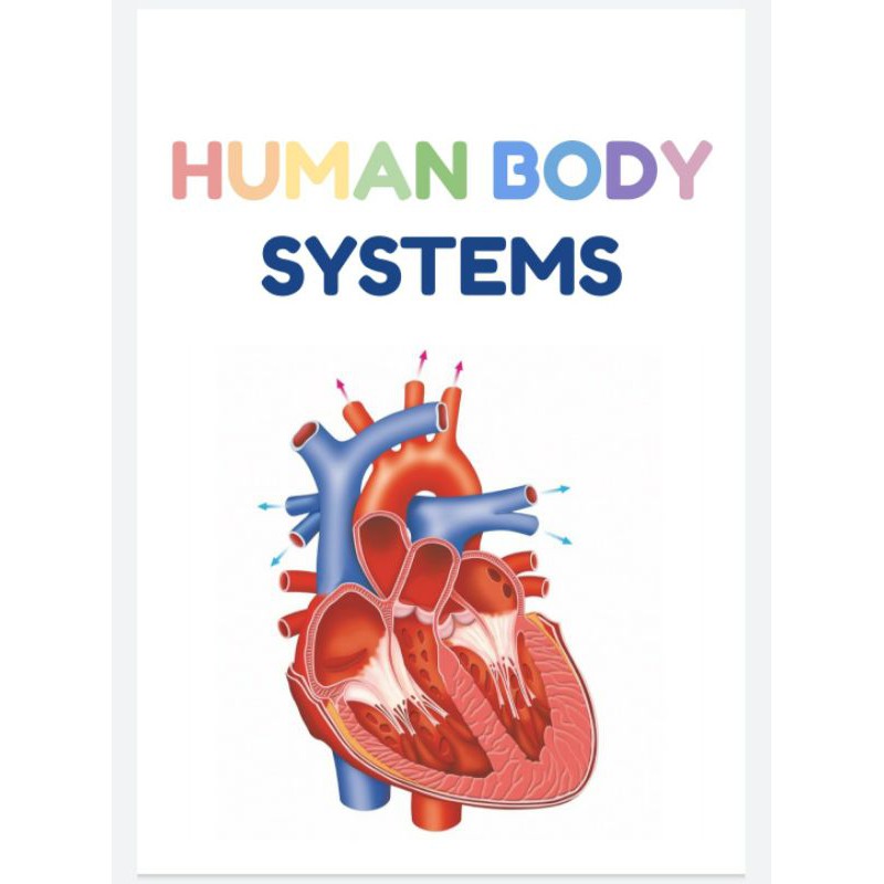 Flashcard Human Body system And Organ
