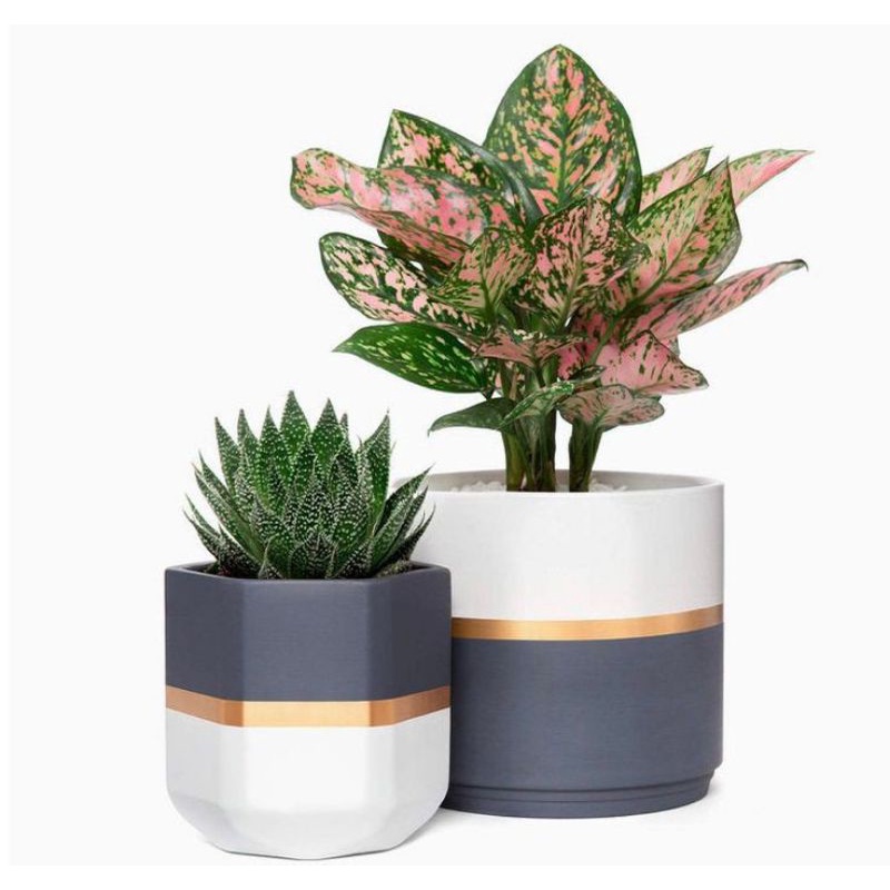 10CM | Costum Gambar | Aesthetic Decor | Pot Terakota  | Pot Tanah Liat | Pot Gerabah | Pot Sukulen 