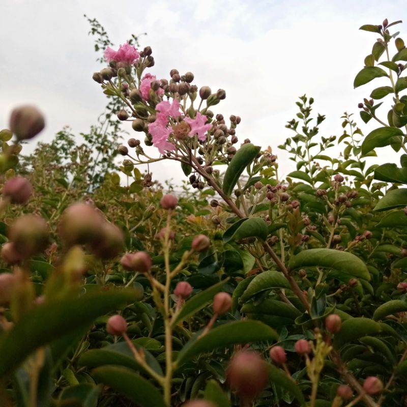 sakura lokal