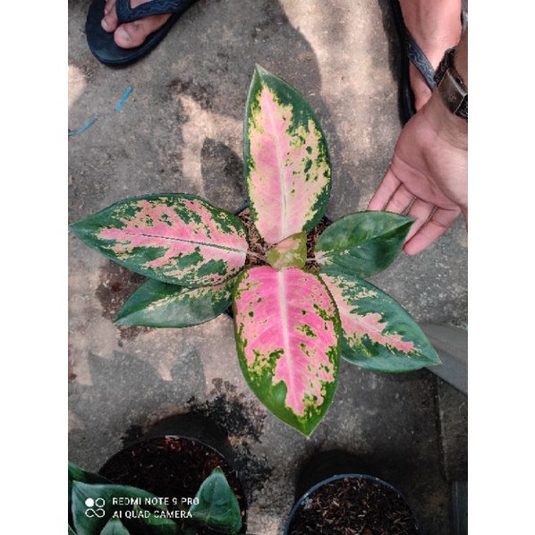aglaonema kocin pinkk//Aglaonema kocin unik //aglaonema kocin paramuai
