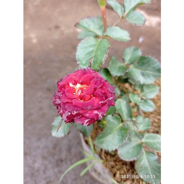 Bunga Mawar Import "Red Chocolatos"