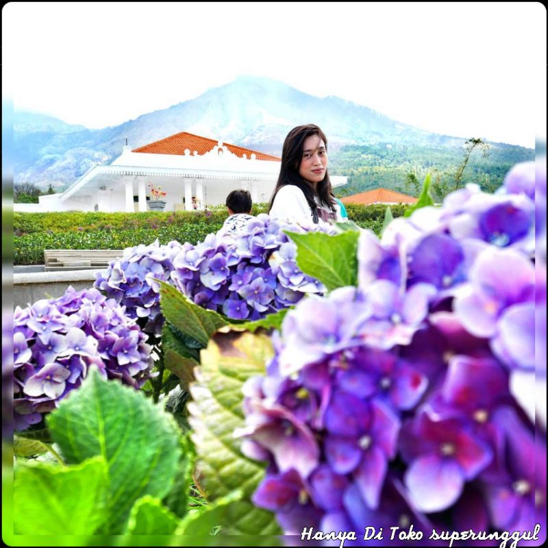 Tanaman Hias Bunga  Pancawarna Satu Pohon Bisa Tersedia 5 warna