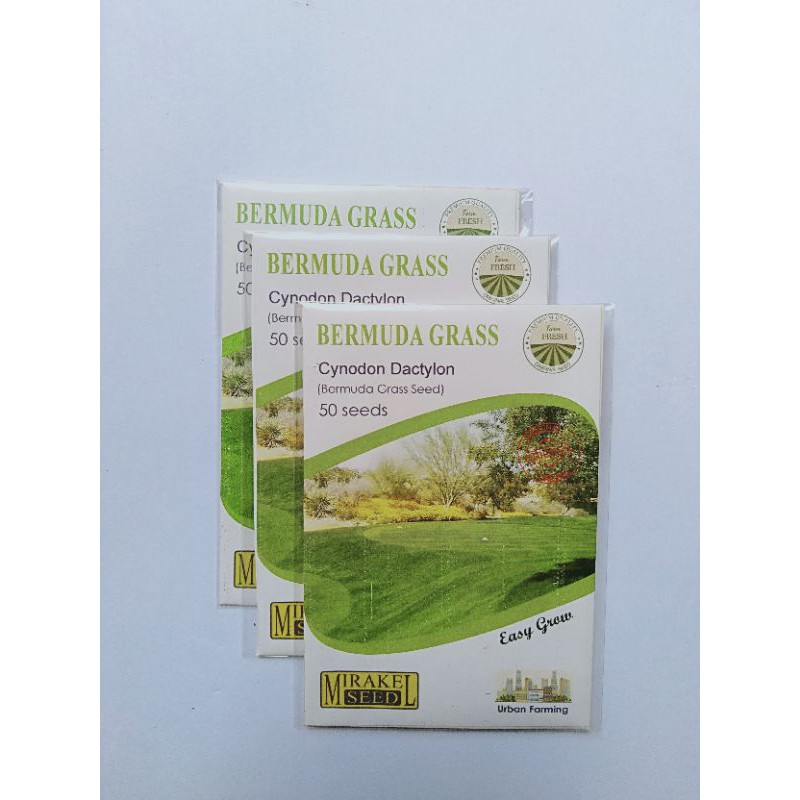 Biji Rumput Bermuda Grass 50 Seed