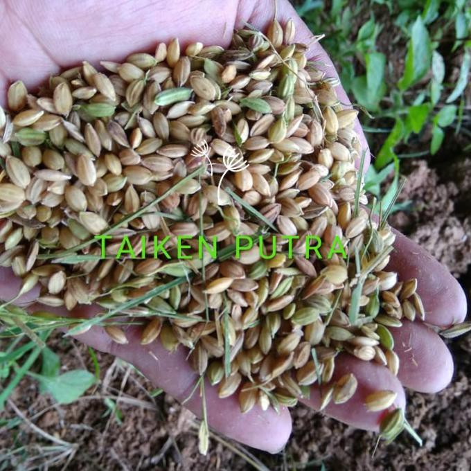 

Ready Stok Beras Jepang Japonica Rice Murni @5kg Terlaris
