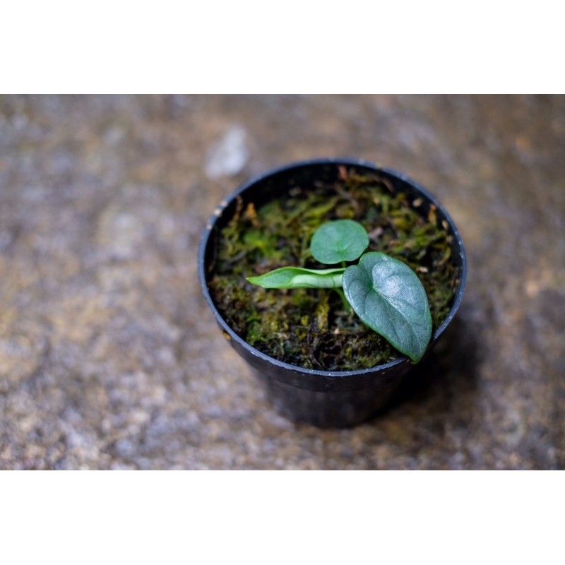 ALOCASIA DRAGON MOON - Dragonmoon - Jewel alocasia