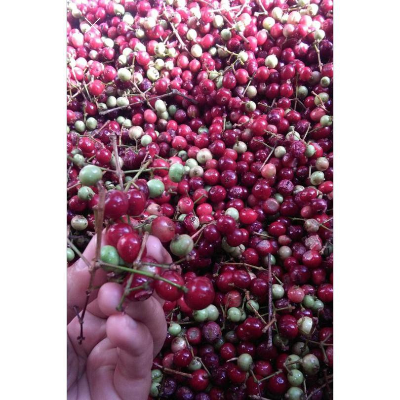 5 Ons Benih Biji Tanaman Pohon Daun Salam Rempah *_$