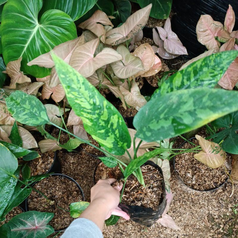homalomena army