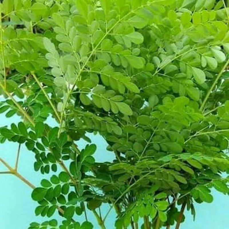 

DAUN KELOR SEGAR 1KG LANGSUNG PETIK DADAKAN DARI POHON NYA