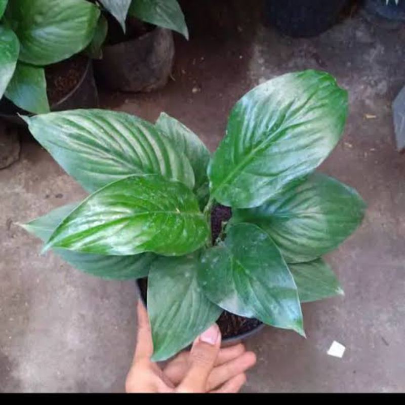 sepatu filum bangkok