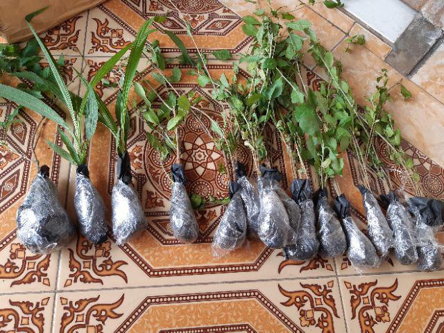 Tanaman Bunga Tecoarabia / Bunga Tekomaria