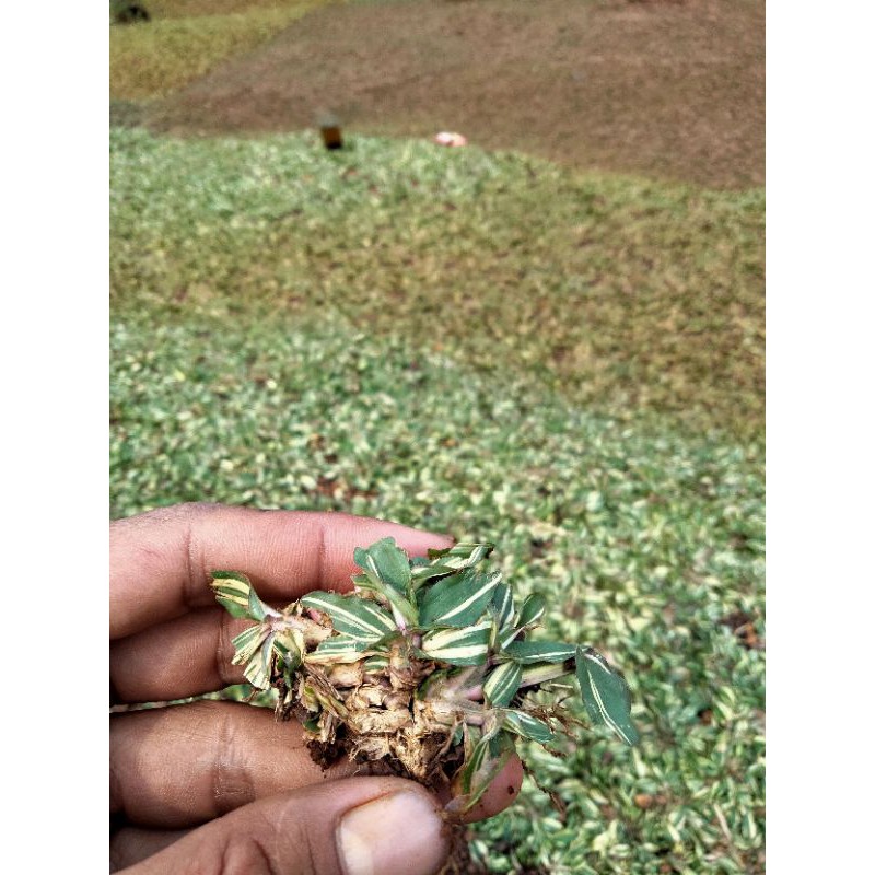 Rumput gajah mini Varigata per sobek/per akar - rumput gajah mini putih