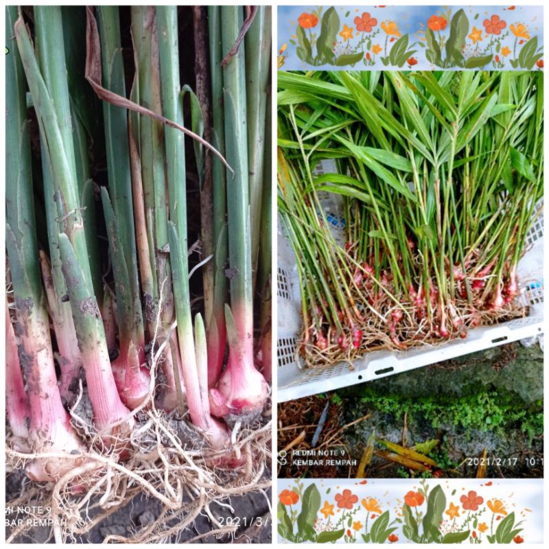 BIBIT JAHE MERAH SUPER SIAP TANAM (1000 BIBIT)