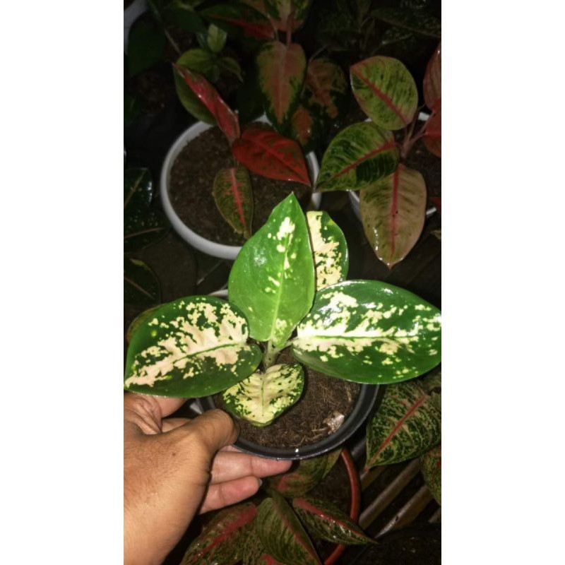 bibit aglonema suksom white