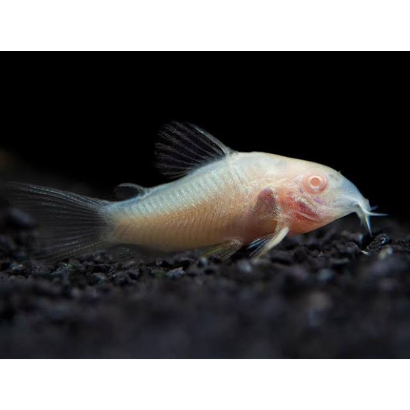 Ikan Hias Corydoras Albino Big Indukan