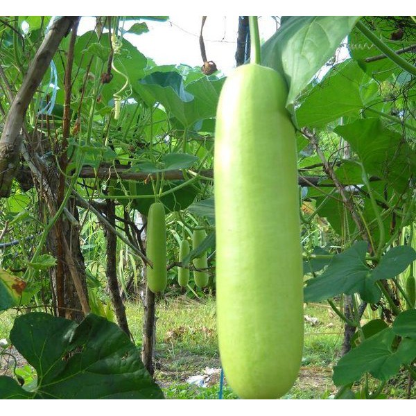 Benih Labu Air RUMA F1 - Labu Siam - Cap Panah Merah - Urban Farming