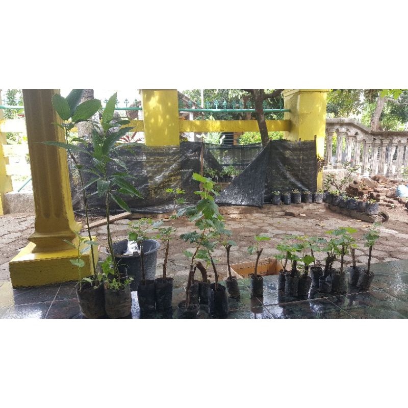 3 batang anggur lokal