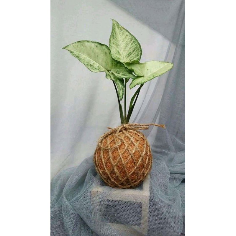 Keladi Putih Sygonium Keladi Putih Tanaman Hias, Keladi Putih kecil Keladi Putih Mini