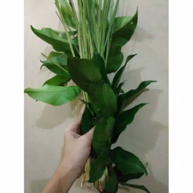 

Daun salam