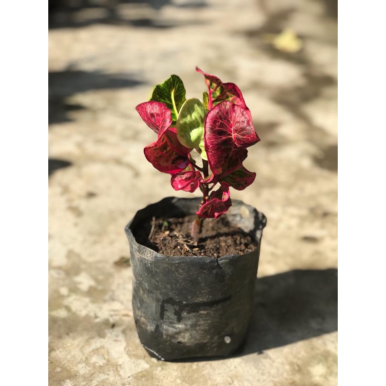 Tanaman hias bunga puring APEL CLARA EKONOMIS