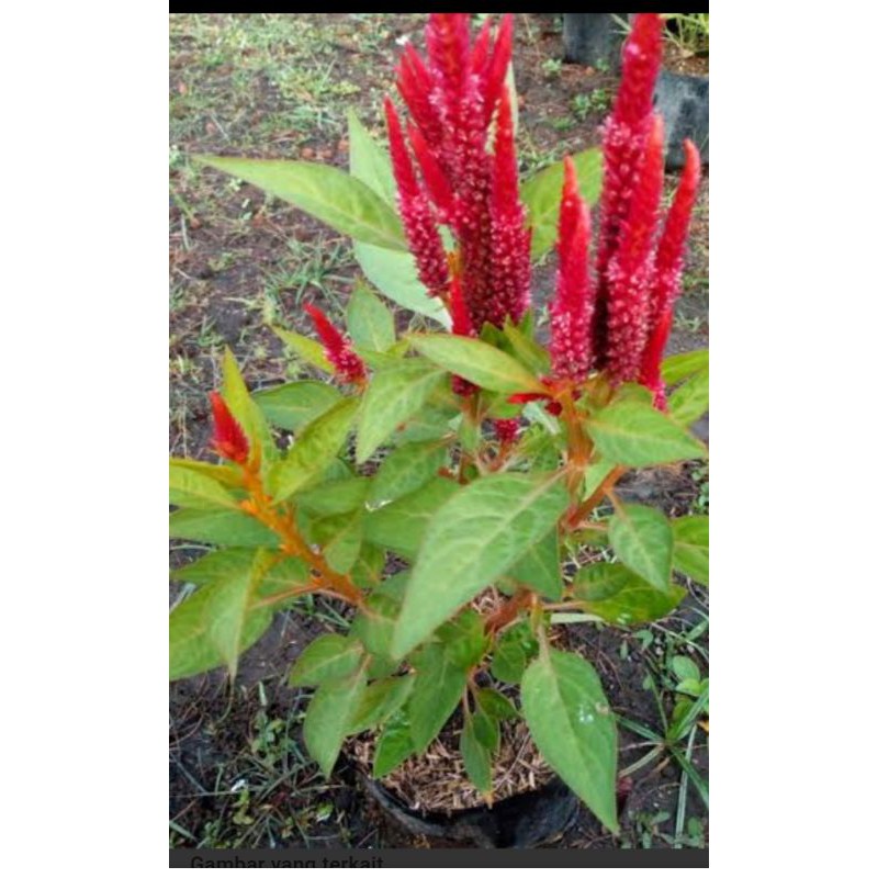 pohon jengger ayam / bunga jengger ayam