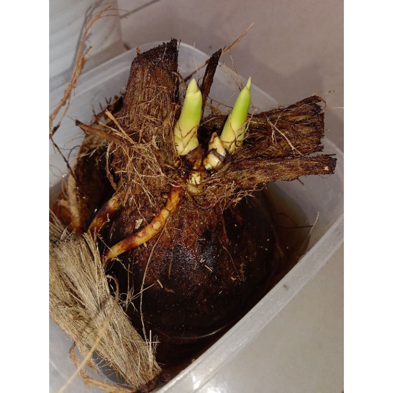 Bahan bonsai kelapa kembar 2