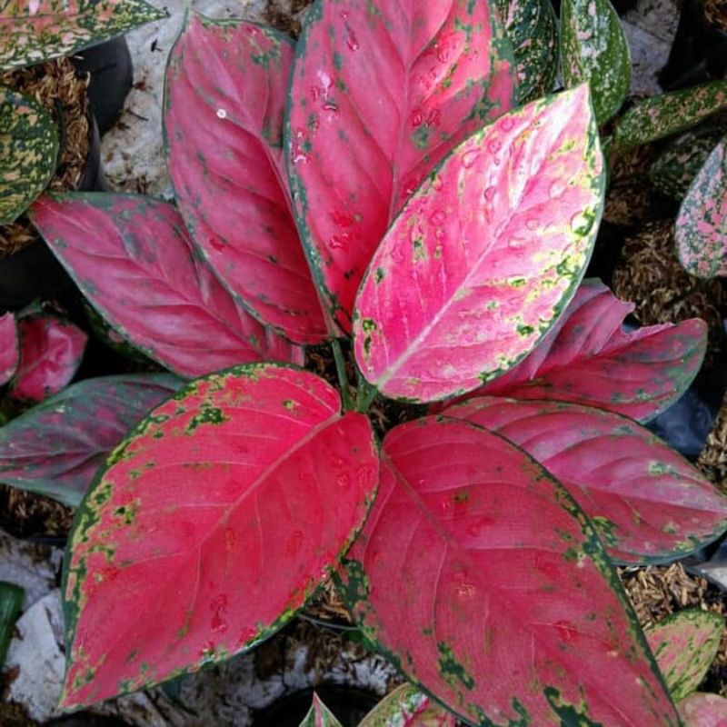 Aglonema red venus - Tanaman hias Aglonema Red venus