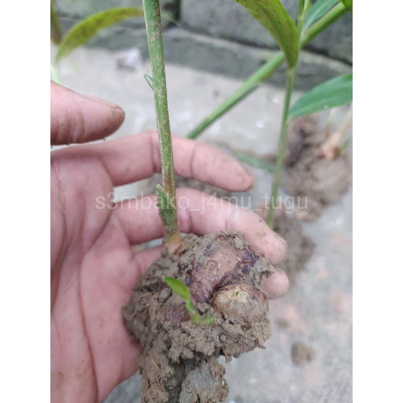 Bibit jahe merah siap tanam