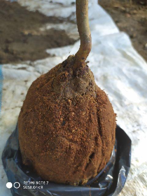 Bibit Jambu Kristal Varigata Jambu Biji Variegata Aneka Bibit Unggul Nirwana