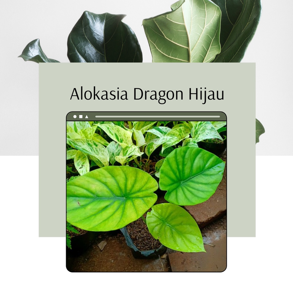 Tanaman Hias Alokasia Dragon Hijau Tanaman Hias Alokasia Dragon Scale Hijau Alokasia Tengkorak Hijau