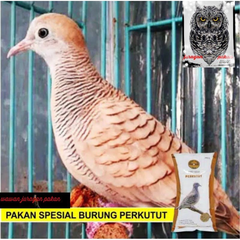 pakan perkutut,gold coin perkutut