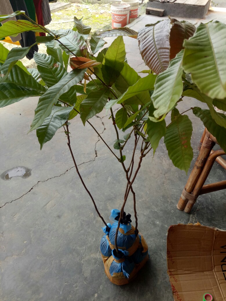 Tanaman/bibit Matoa (siap Tanam)
