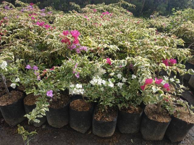 Bahan Bonsai Bougenville