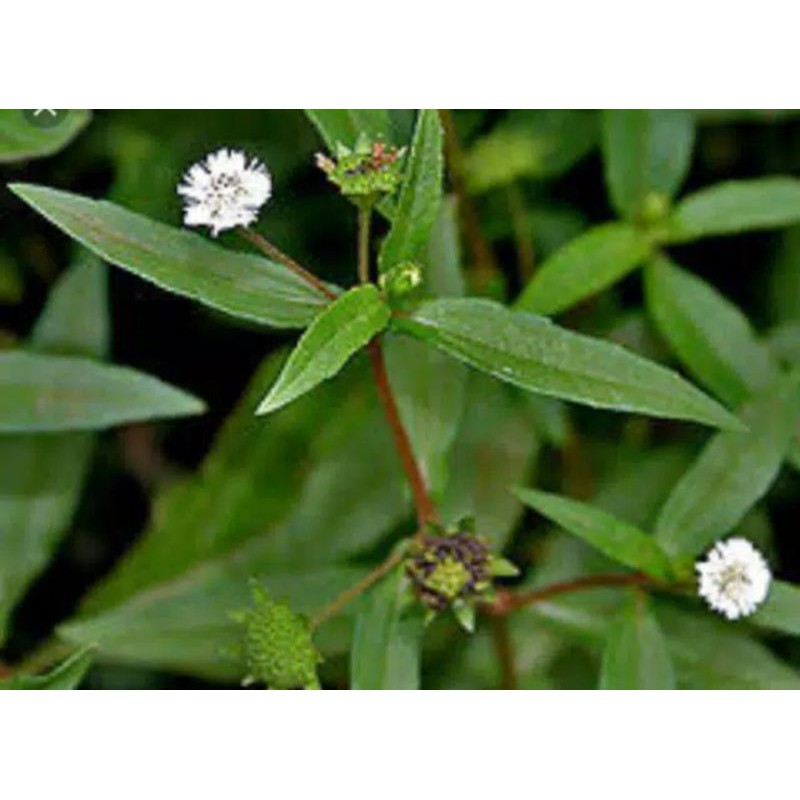 

Daun urang aring segar