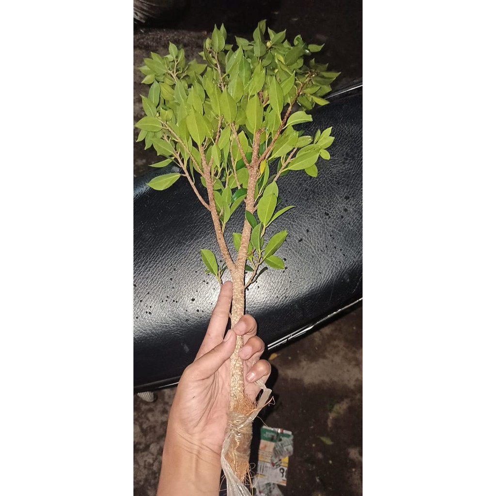 Cangkok kimeng full pucuk/cangkok kimeng murah besar jari telunjuk