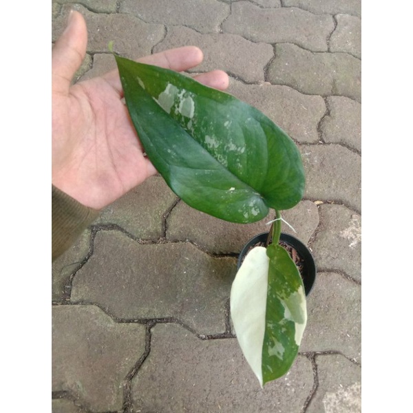 syngonium Chiapense Varigata