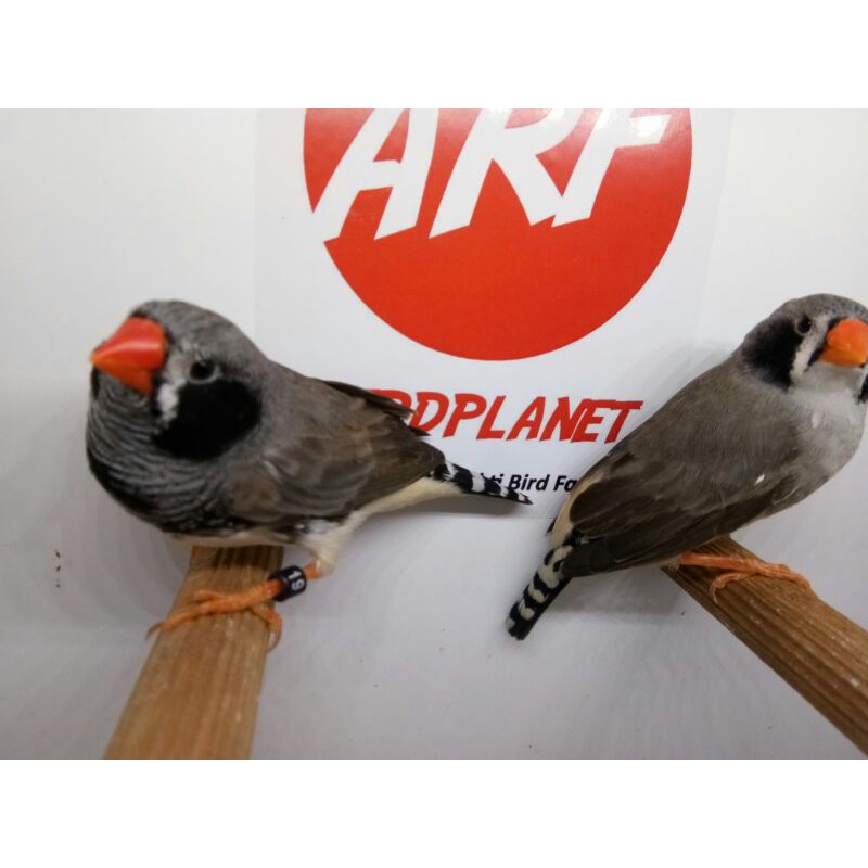 Burung Zebra Finch Mutasi Black Check Dewasa siap Ternak Harga untuk