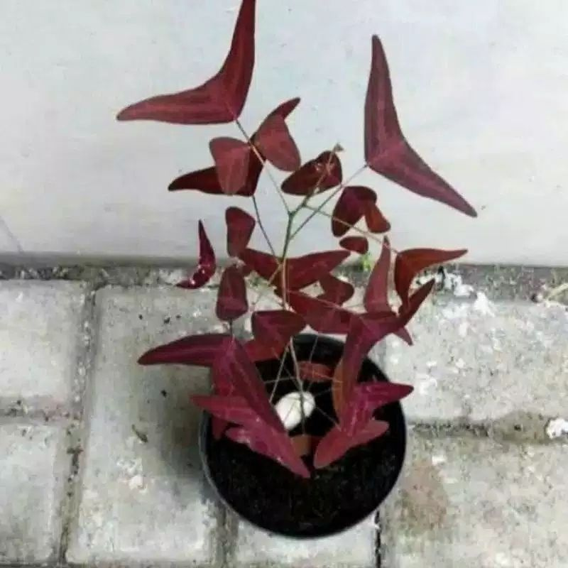 TANAMAN HIAS OXALIS BATIK MERAH