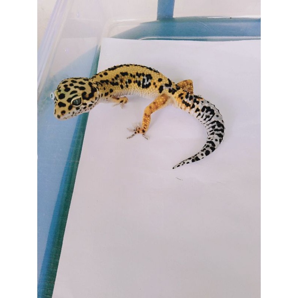 mainan gecko leopard bold stripe male