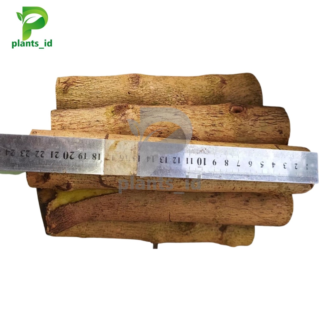 Gaardeen Stek Sancang Jumbo Bahan Bonsai Sancang Mame