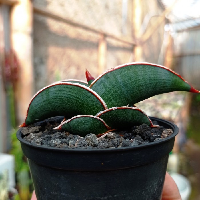 sansevieria rorida