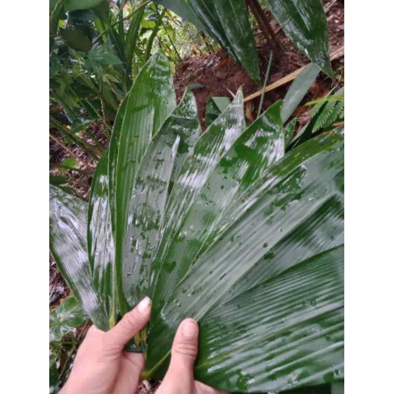 DAUN BAMBU | bungkus bakcang termurah