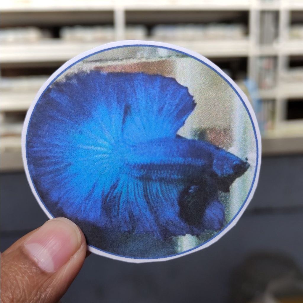 

STIKER DAN POSTER HALFMOON ROYAL BLUE 3K