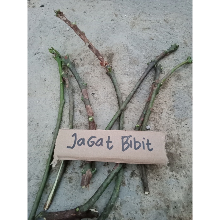 entres / batang segar mangga mahatir