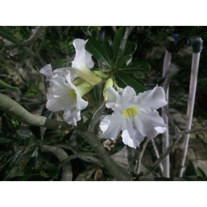 Bibit Adenium Putih