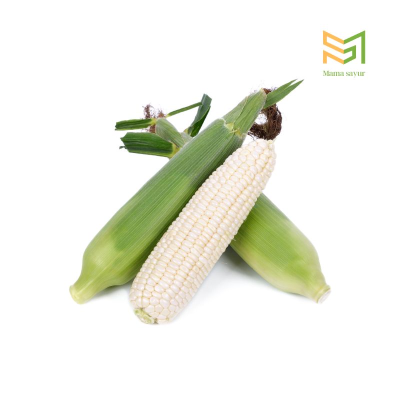 

Jagung putih segar per buah