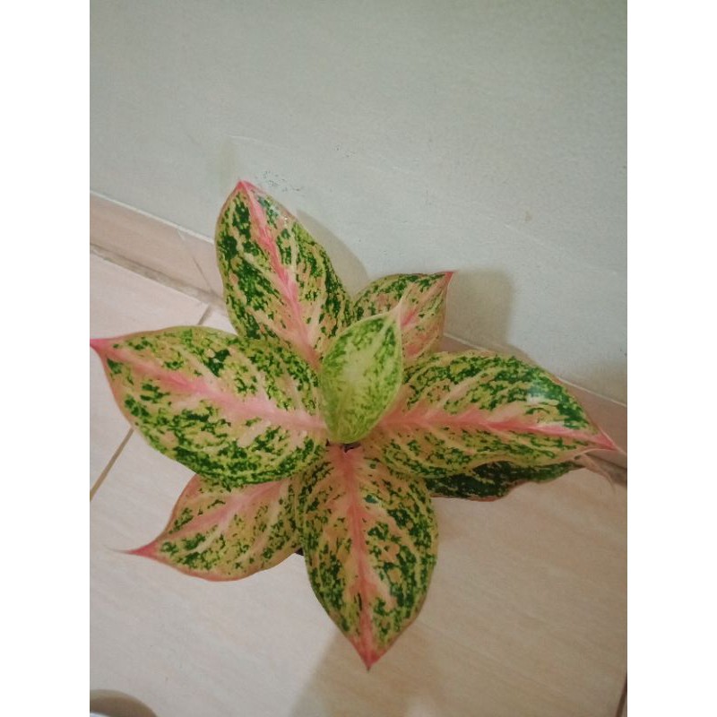 tanaman hias aglonema bidadari