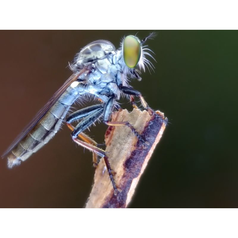 lensbong minion lensa macro hp merk sony