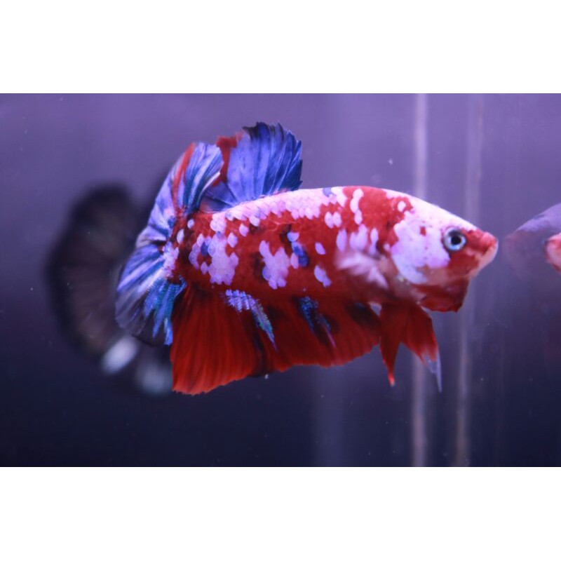 red koi galaxy