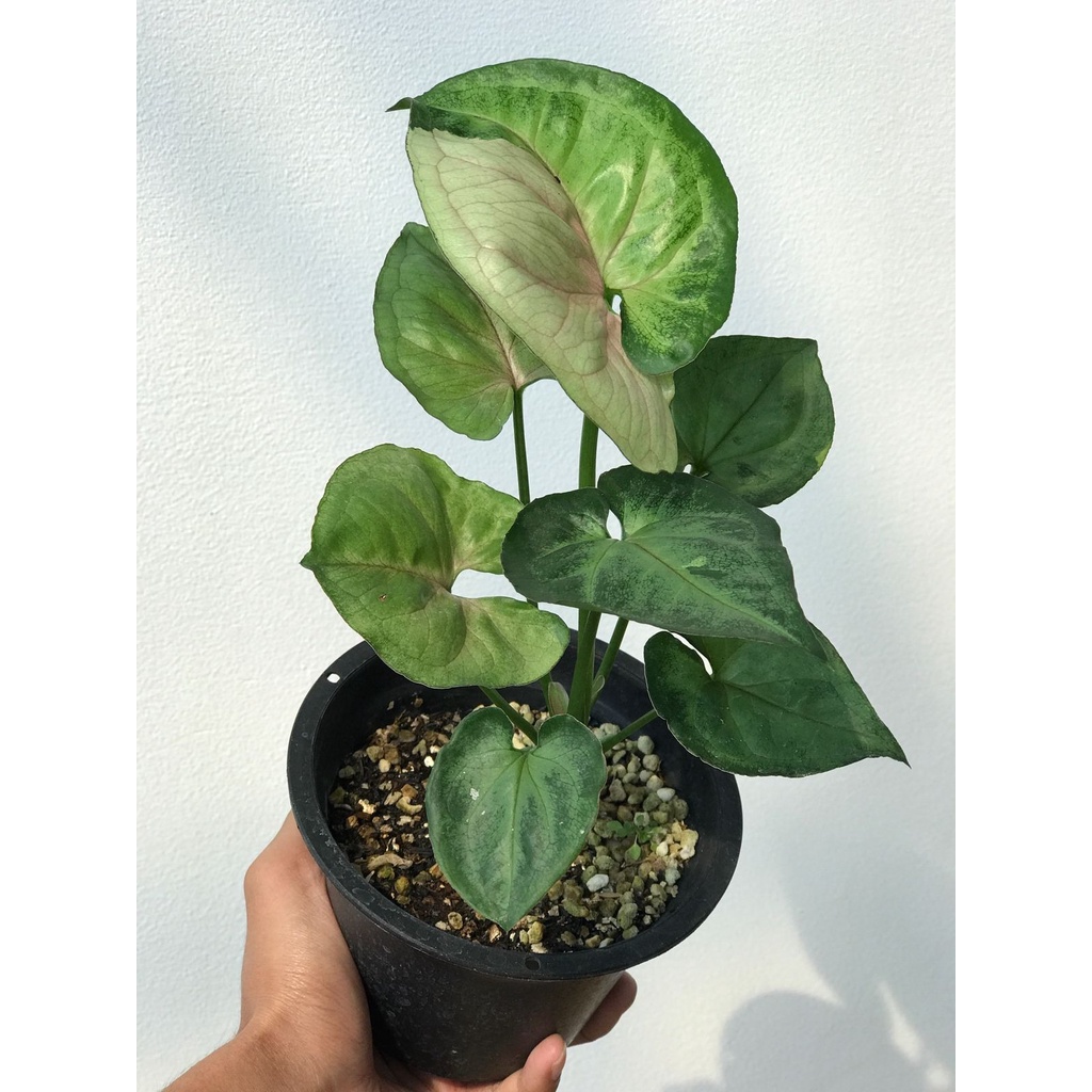 Syngonium T24